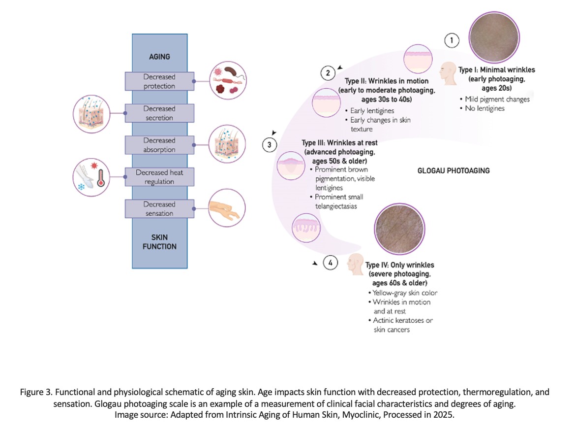 3- fuctiional and physiological