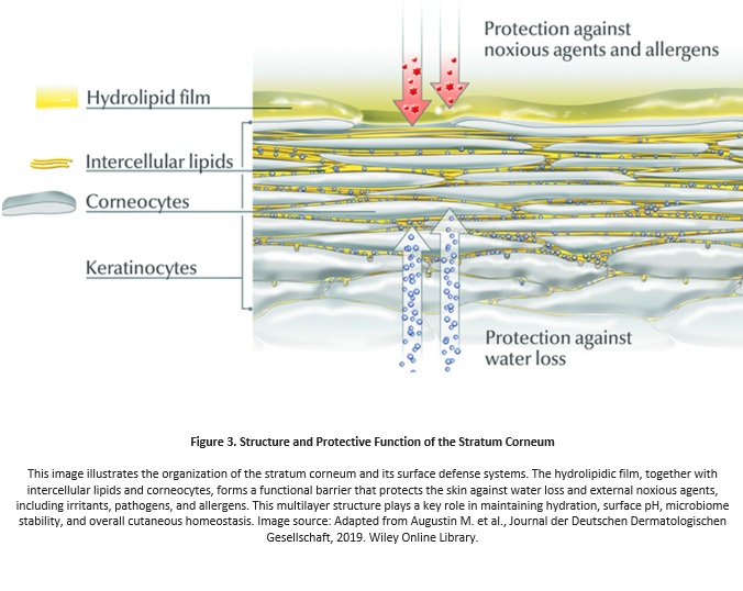 3. Structure and Protective Function