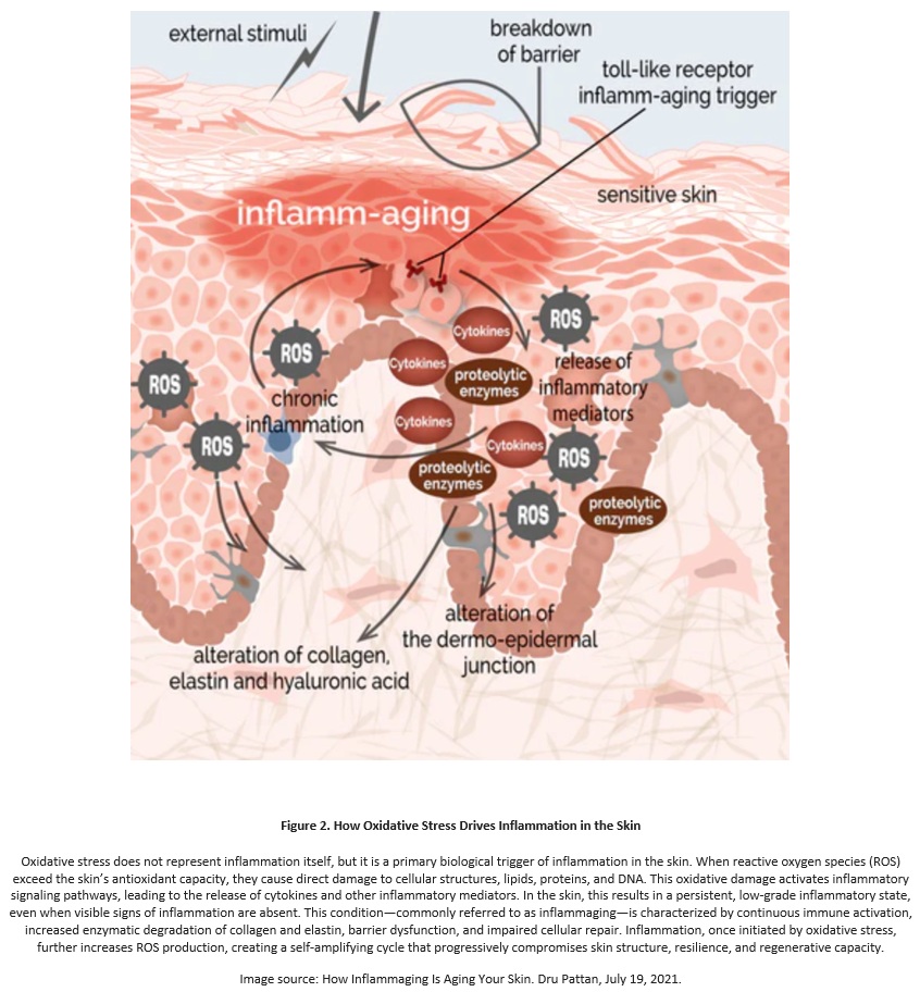 How Oxidative Stress Drives Inflammation in the Skin How Oxidative Stress Drives Inflammation in the Skin