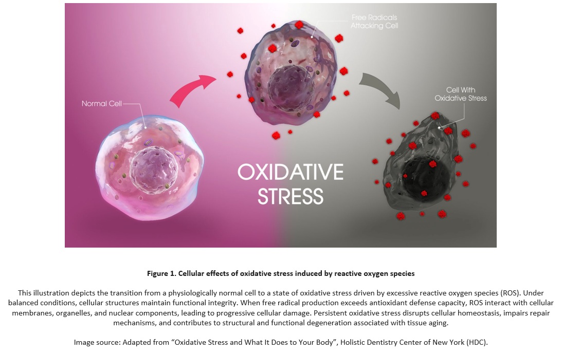 figure1 - cellular effcts of oxidative Cellular effects of oxidative stress